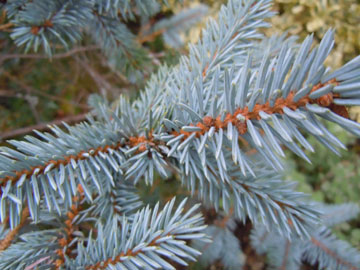 fir