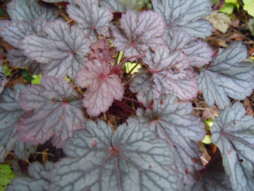 heuchera