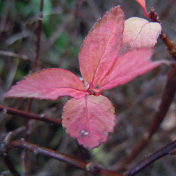 spiraea