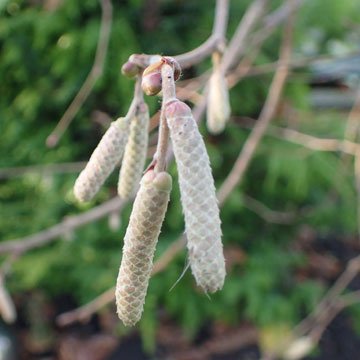 catkin