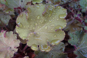 heuchera