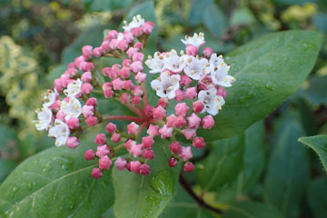 viburnum