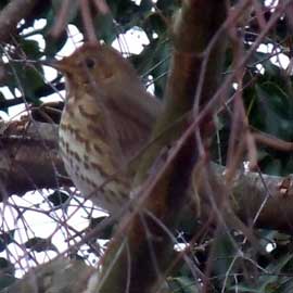 thrush