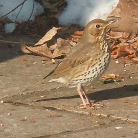 thrush