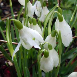 snowdrops