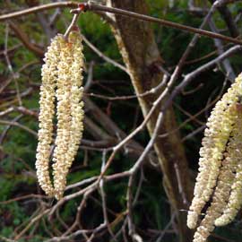 catkins