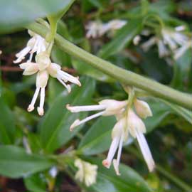 sweet smelling flower