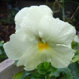 pansy