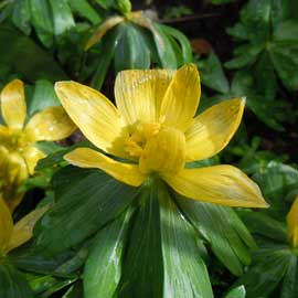 aconite