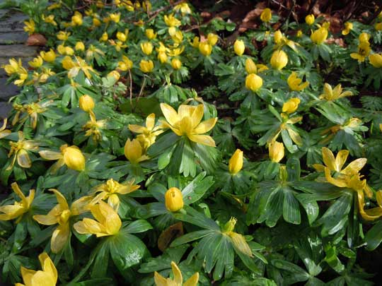 aconites