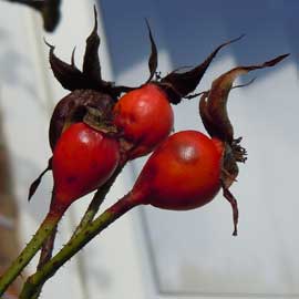 rose hips