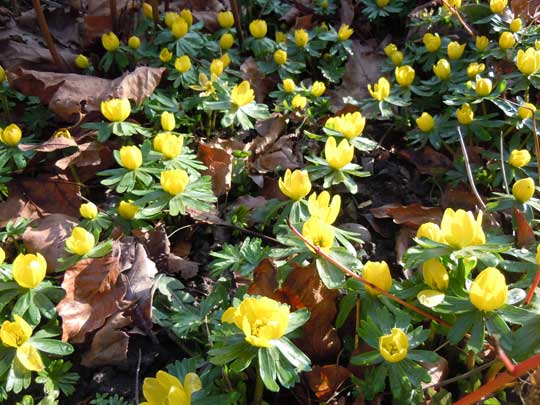 aconites