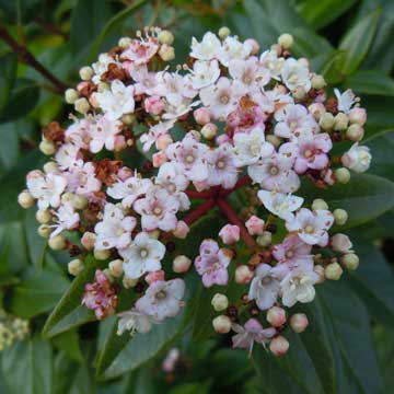 viburnum