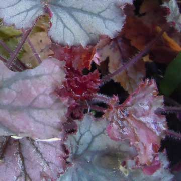 heuchera