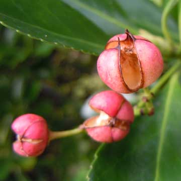 seed pods