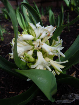 hyacinth