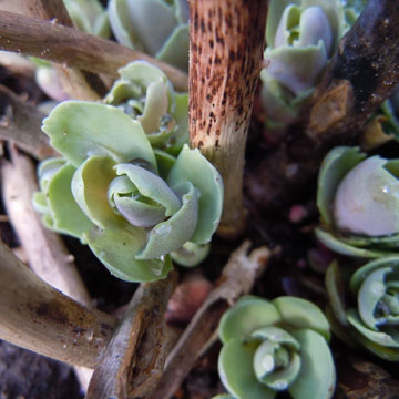 sedum