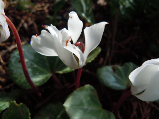 cyclamen