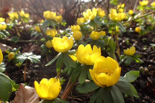 aconites