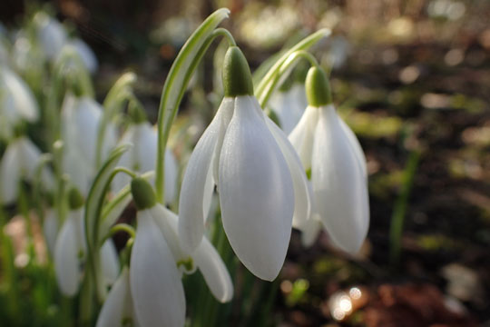 snowdrops