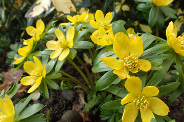 aconites
