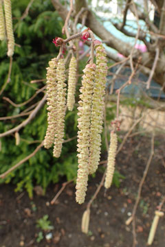 catkins