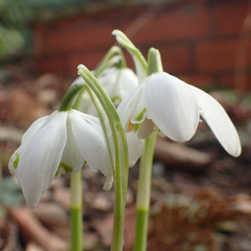 snowdrops