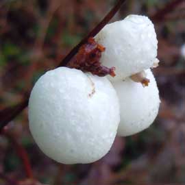 snowberries