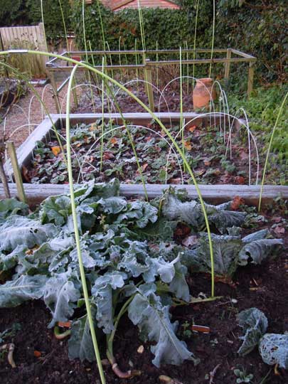 veg beds