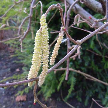 corylus