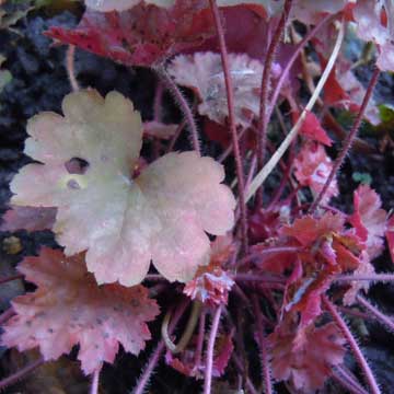 heuchera
