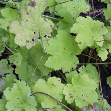 heuchera