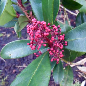 skimmia