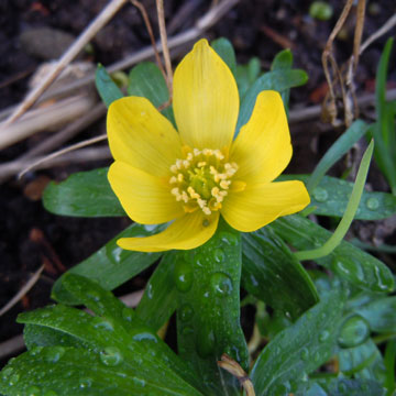 aconite