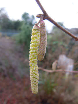 catkin