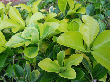 euonymus
