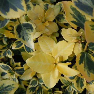 euonymus