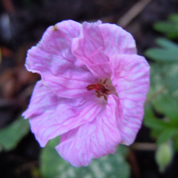 geranium