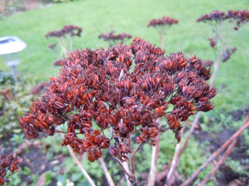 sedum