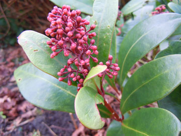 skimmia