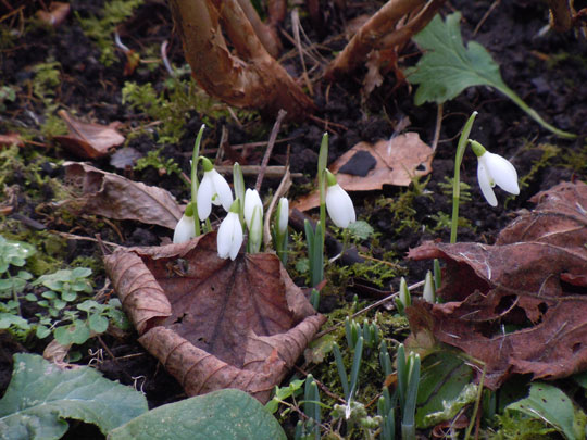snowdrops