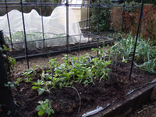 veg beds
