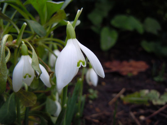 snowdrop
