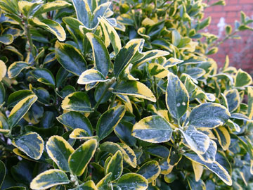 euonymus