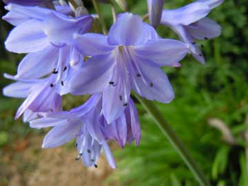 agapanthus