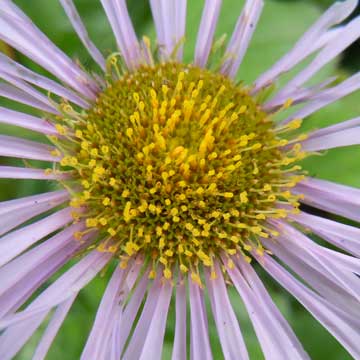 erigeron