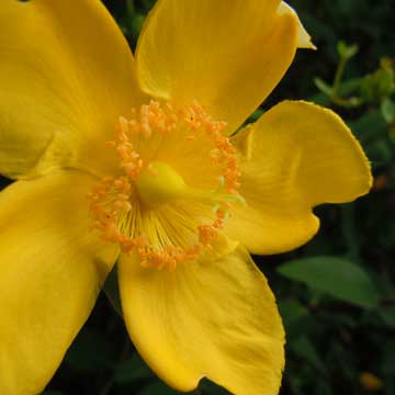 yellow flower