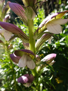 acanthus