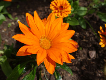gazania