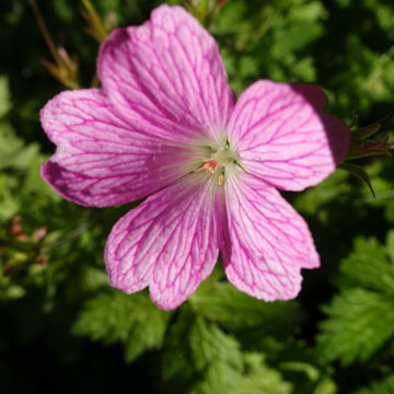geranium